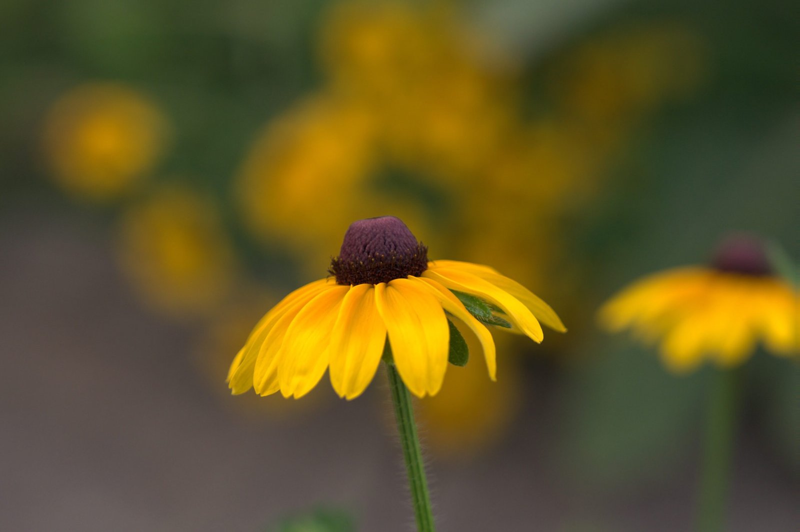 Blackeyed susan flower